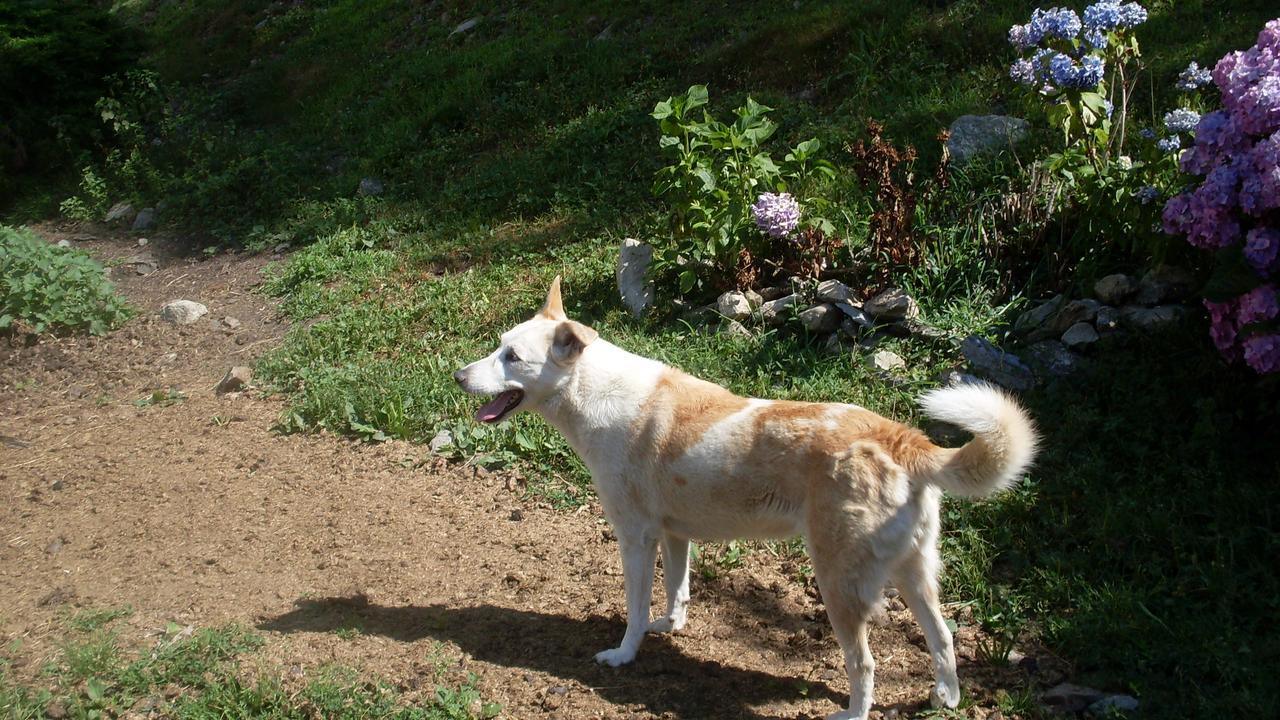 B&B Valle Orco Sparone Kültér fotó
